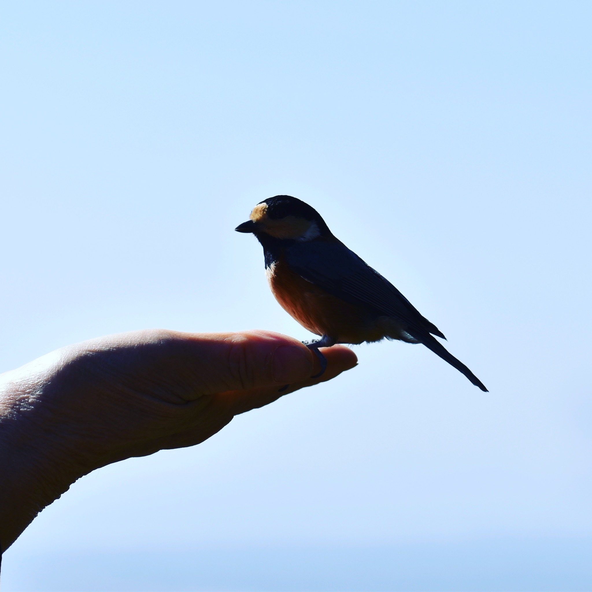 写真：イメージ5